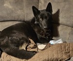 Small #4 German Shepherd Dog