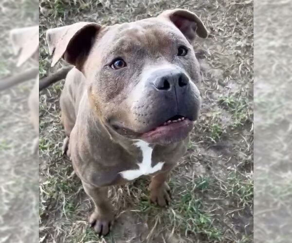 Medium Photo #2 Mutt Puppy For Sale in Riverside, CA, USA