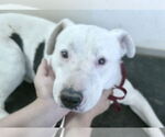 Small #1 American Bulldog