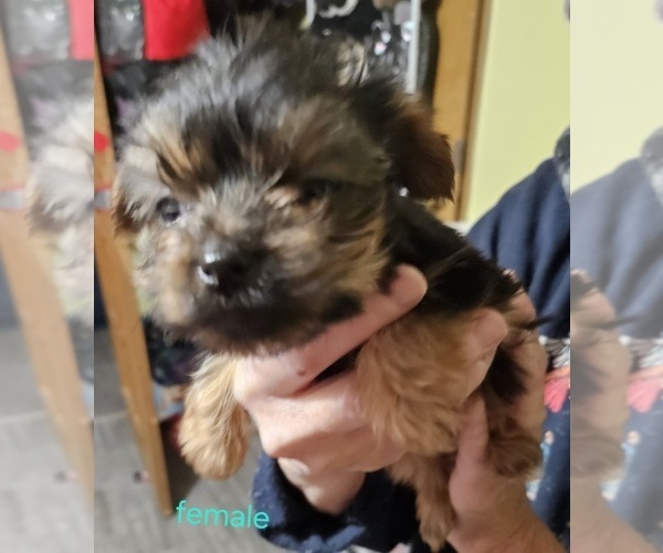 Medium Photo #8 Yorkshire Terrier Puppy For Sale in CONKLIN, NY, USA
