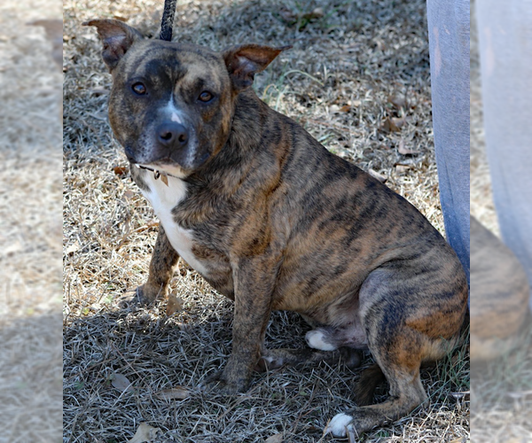 Medium Photo #5 American Staffordshire Terrier-Unknown Mix Puppy For Sale in Decatur, GA, USA