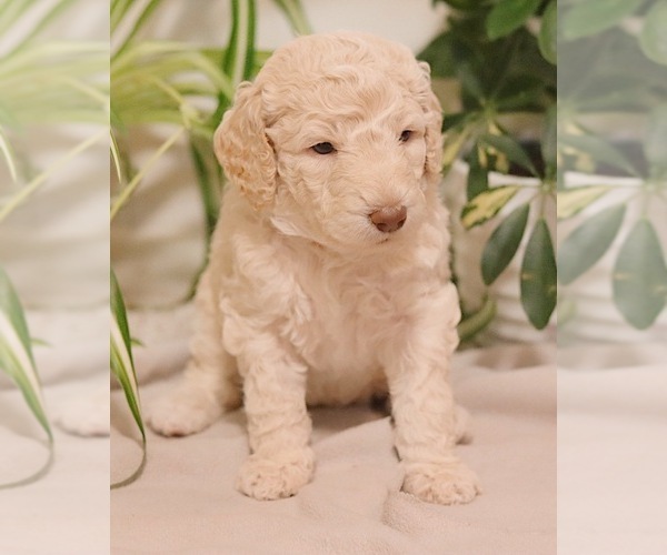 Medium Photo #1 Goldendoodle Puppy For Sale in FARGO, ND, USA