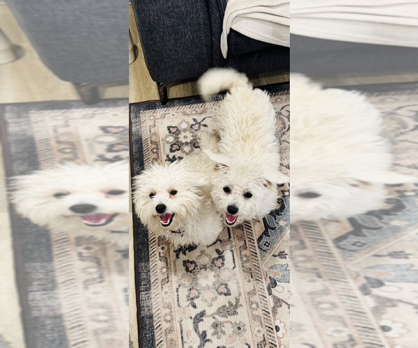 Medium Photo #10 Maltipoo (Miniature) Puppy For Sale in Pacifica, CA, USA