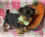 Small Photo #4 Shorkie Tzu Puppy For Sale in LANCASTER, PA, USA