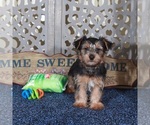 Small #3 Yorkshire Terrier