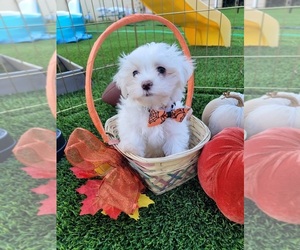 Maltese Puppy for Sale in TAMPA, Florida USA