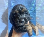 Small Photo #27 Cock-A-Poo-Cockapoo Mix Puppy For Sale in LOVELAND, CO, USA
