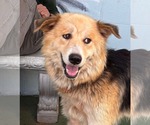 Small #1 Collie Mix