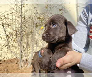 Labrador Retriever Puppy for sale in MORENO VALLEY, CA, USA