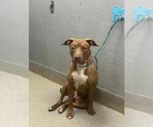 Mutt Dogs for adoption in Las Vegas, NV, USA