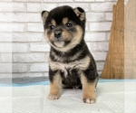 Small Photo #3 Shiba Inu Puppy For Sale in HOUSTON, TX, USA