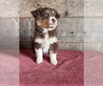 Small #17 Australian Shepherd