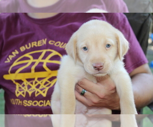 Labrador Retriever Puppy for sale in SPENCER, TN, USA