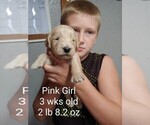Small Photo #4 Goldendoodle Puppy For Sale in ODON, IN, USA