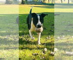 Small #3 Bull Terrier Mix