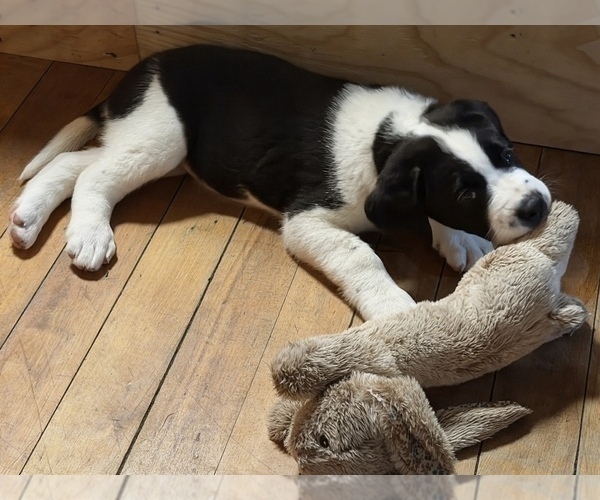 Medium Photo #3 Cane Corso-Saint Bernard Mix Puppy For Sale in WORCESTER, MA, USA