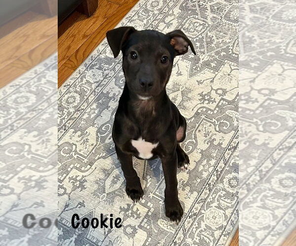 Medium Photo #4 American Pit Bull Terrier-Unknown Mix Puppy For Sale in New York, NY, USA