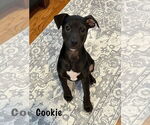 Small #3 American Pit Bull Terrier Mix