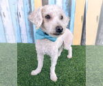 Small Poodle (Miniature) Mix