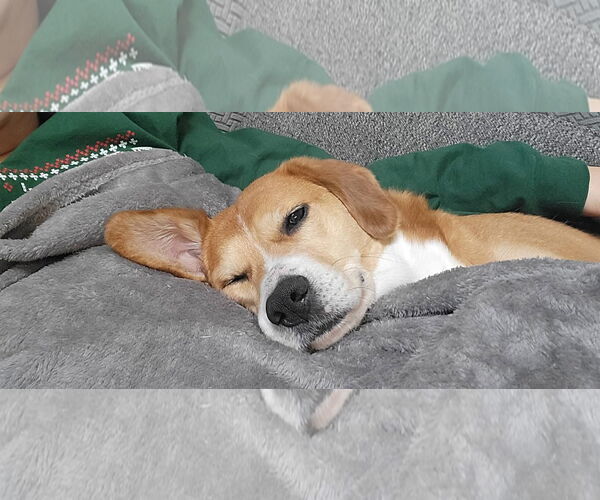 Medium Photo #2 Beagle-Unknown Mix Puppy For Sale in Germantown, OH, USA