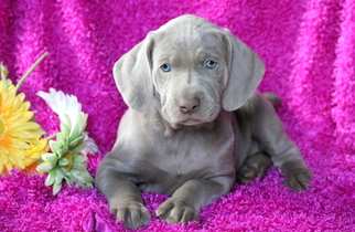 Weimaraner Puppy for sale in MOUNT JOY, PA, USA