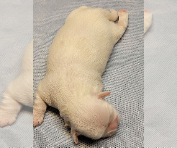 Medium Photo #7 Shih Tzu Puppy For Sale in FANNING SPGS, FL, USA