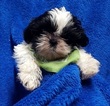 Small Photo #12 Shih Tzu Puppy For Sale in BUFFALO, MO, USA