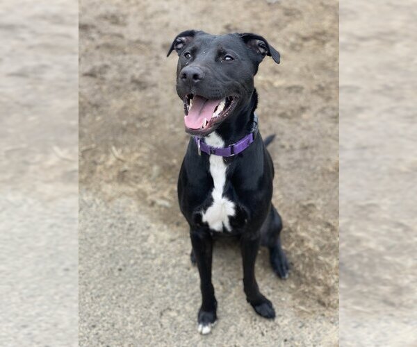 Medium Photo #8 Labrador Retriever-Unknown Mix Puppy For Sale in Brewster, NY, USA