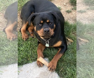 Mother of the Rottweiler puppies born on 03/22/2026