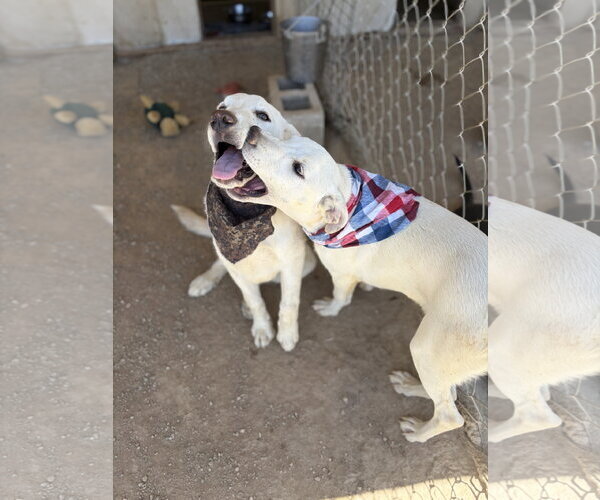 Medium Photo #10 Labrador Retriever-Unknown Mix Puppy For Sale in San Diego, CA, USA