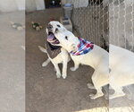 Small #9 Labrador Retriever Mix
