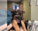 Small Photo #29 German Shepherd Dog Puppy For Sale in LA FAYETTE, NY, USA