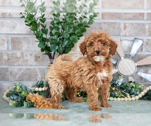 Medium Goldendoodle mix (+ Poodle Miniature)