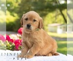 Small #5 Golden Retriever