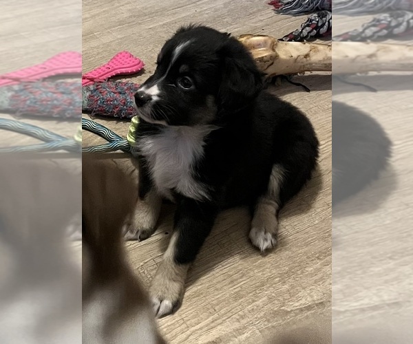 Medium Photo #10 Miniature Australian Shepherd Puppy For Sale in FORT MORGAN, CO, USA