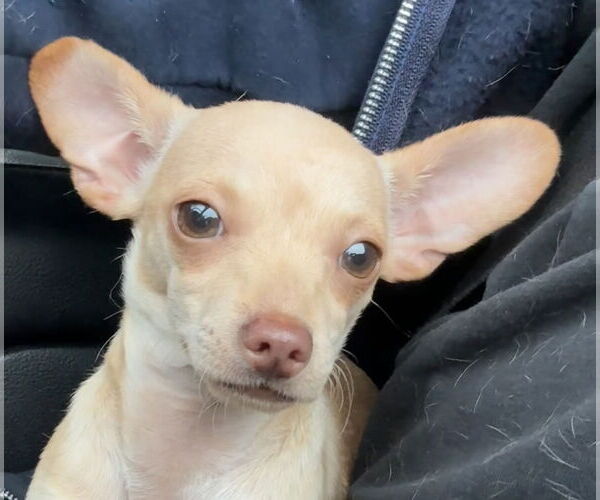 Medium Photo #5 Chihuahua Puppy For Sale in Tarrytown, GA, USA