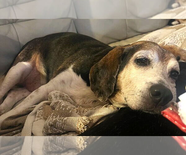 Medium Photo #6 Beagle Puppy For Sale in Dunnellon, FL, USA