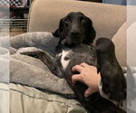 Small #11 Catahoula Leopard Dog-Labrador Retriever Mix