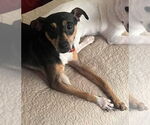 Small #6 Chihuahua Mix