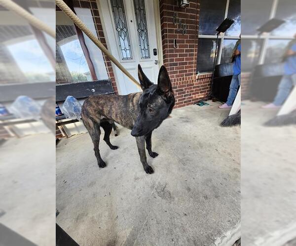 Medium Photo #1 Mutt Puppy For Sale in San Antonio, TX, USA