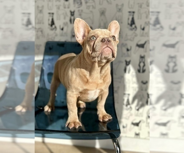 Medium Photo #7 French Bulldog Puppy For Sale in ATHERTON, CA, USA