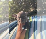 Small Photo #16 French Bulldog Puppy For Sale in CITY INDUSTRY, CA, USA