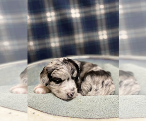Aussie-Poo Puppy for sale in ADAMSVILLE, TN, USA