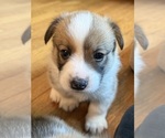 Small #3 Pembroke Welsh Corgi