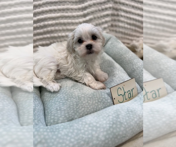 Medium Photo #19 Poodle (Miniature)-Zuchon Mix Puppy For Sale in HTFD, CT, USA