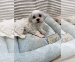 Small Photo #19 Poodle (Miniature)-Zuchon Mix Puppy For Sale in HTFD, CT, USA