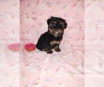 Puppy Tori Shorkie Tzu