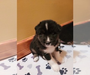Ausky Puppy for Sale in TIVERTON, Rhode Island USA