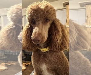 Mother of the Poodle (Standard) puppies born on 01/12/2025