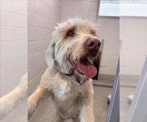 Golden Labrador Dogs for adoption in Fort Collins, CO, USA